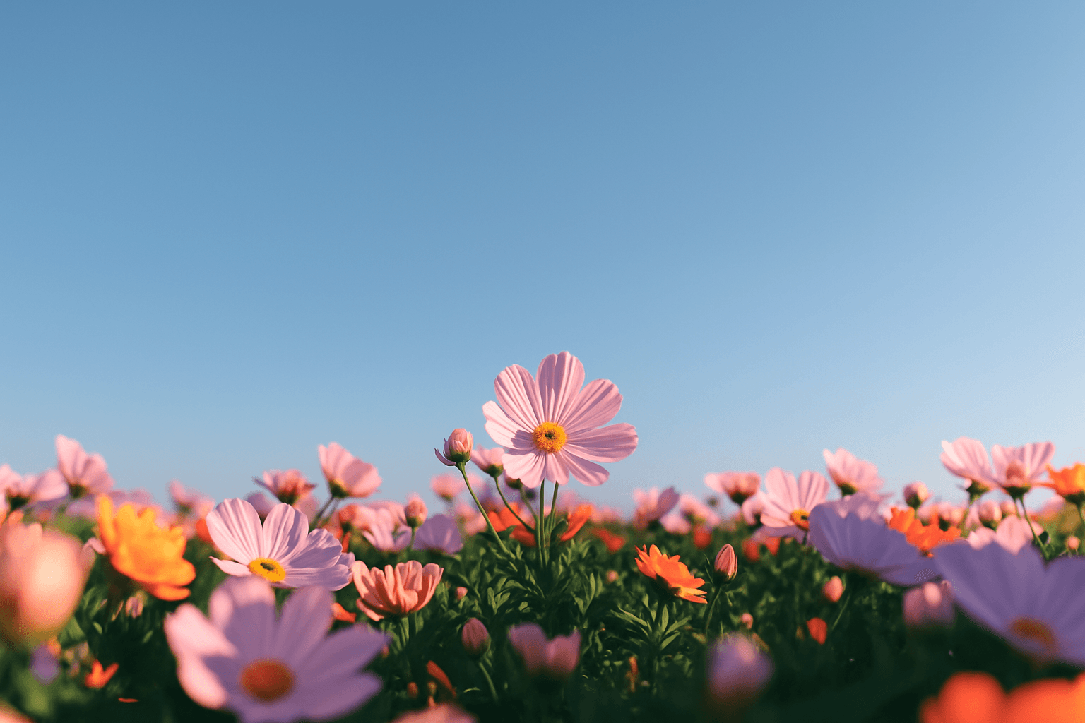 Beautiful cosmos flowers in a field